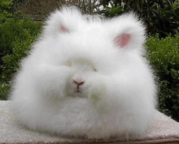 本文告訴你長毛絨是什么材料以及優(yōu)缺點(diǎn)